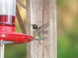 feeding time