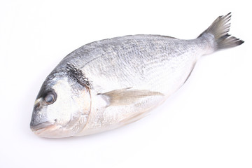 dorada fish