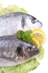 dorada fish