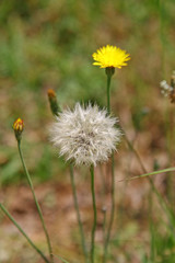 dandelion