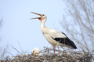 stork on the nest