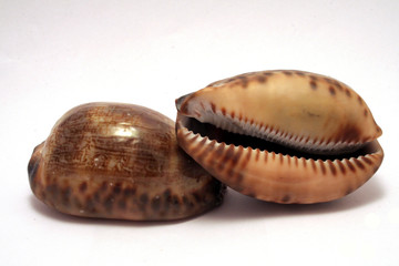 coquillage