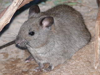 greater stick-nest rat