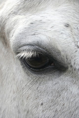 close up of horse eye