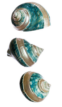 nacreous shell isolated on white