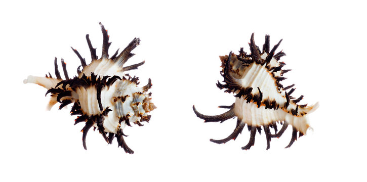 spiral shells isolated on white