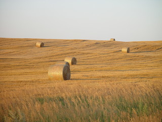 field of hay rolls 2