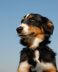 profil de berger australien