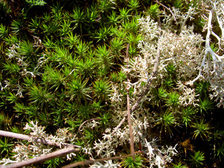 moss