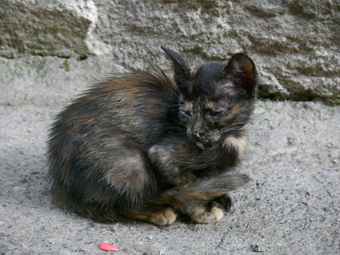 gattino cieco