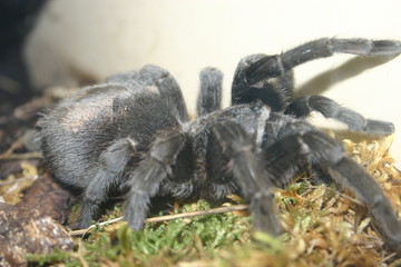 2007-05-01 besançon la citadelle mygale