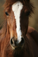 cheval 01