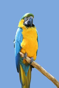 blue and gold