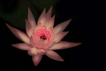 pink water lily or lotus