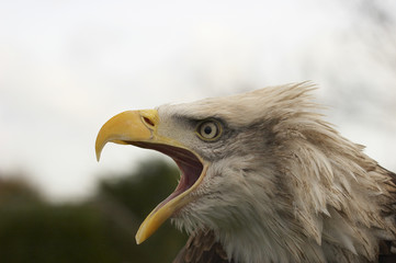freedom