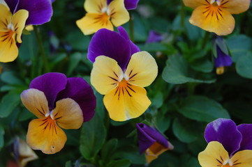 penny violets 2