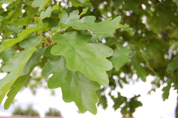 tree leaf