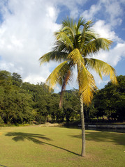 Fototapeta premium coconut tree