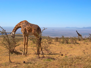 two wild giraffes, serengeti park, tanzania