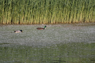 two ducks on water