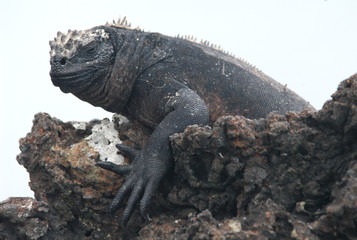 marine iguana isolated on white