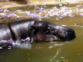 Fototapeta premium hippo