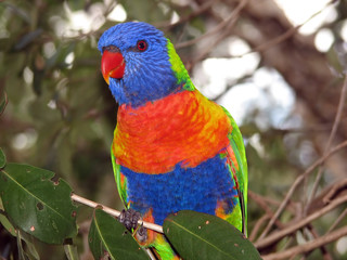 rainbow lorikeet