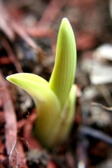 bulbe lys 2