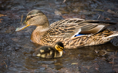 duck and its nestling