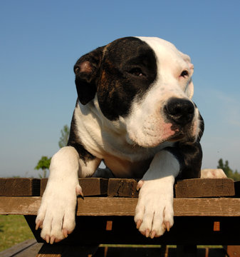 139 Best Racaille Images Stock Photos Vectors Adobe Stock