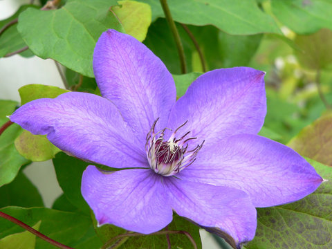 Fototapeta purple clematis