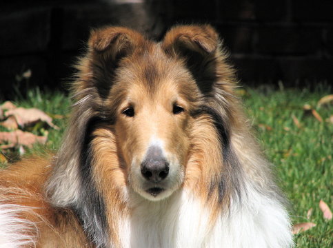 collie dog portrait