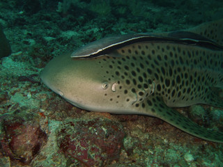 close-up leopard shark