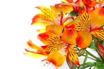 Plakat Close-up z kwiatu lilii