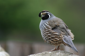 kalifornische schopfwachtel