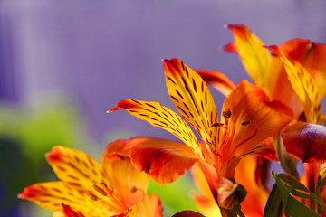 close-up of a lily flower