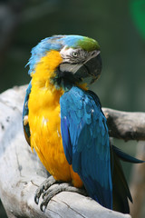 papagei