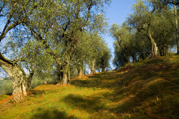 olivo