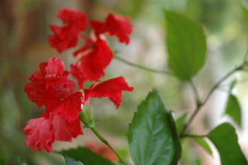 hibiscus rosa sinensis4