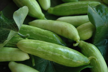 ivy gourd