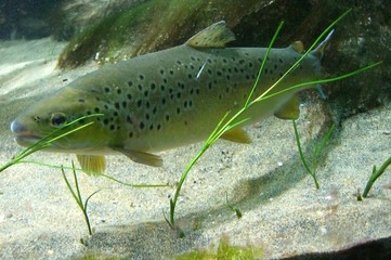 brown trout in an aquarium