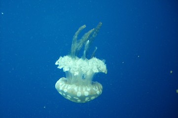 Jellyfish in blue water