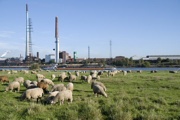 rheinwiesen bei duisburg