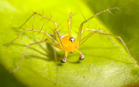 yellow spider