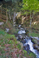 le torrent sous les arbres