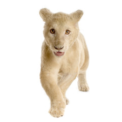 lionceau blanc (5 mois)