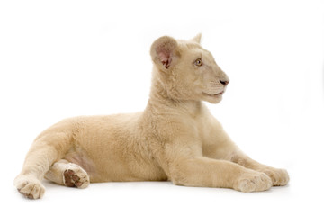 lionceau blanc (5 mois)