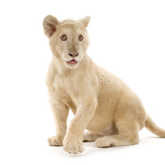 Obraz premium lionceau blanc (5 mois)
