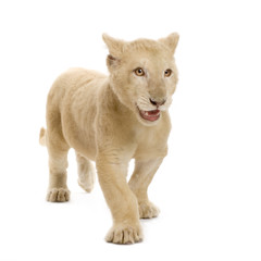 Obraz premium lionceau blanc (5 mois)