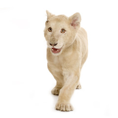 lionceau blanc (5 mois)